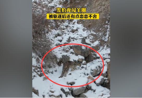 aoa体育直播-新疆雪豹客场丢分，保级艰难向前的简单介绍
